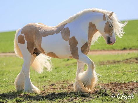 Romani Horse, Galineers Cob, Romani Vanner Horse, Cool Horses, Horse Therian, Rare Horse Breeds, Vanner Horse, Rare Horses, Cute Horse Pictures