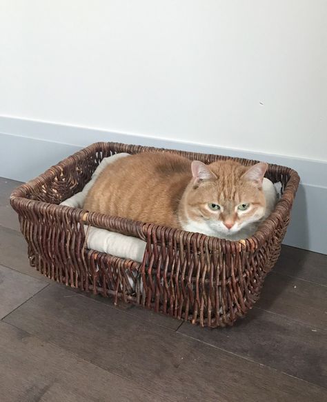 DIY Basket Cat Bed: Thrift Store Upcycle Challenge | House by the Bay Design Diy Cat Bed Ideas, Basket Cat Bed, Cat Bed Ideas, Thrift Store Upcycle Decor, Diy Cat Bed, Thrift Store Upcycle, Cats Stuff, Thrifted Home Decor, Thrift Store Decor