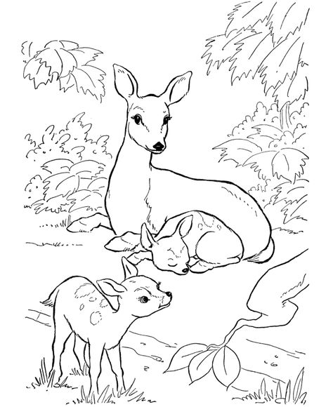 Deer Coloring Page Deer In The Woods, Deer Coloring Pages, Forest Coloring Pages, Backyard Animals, Animals And Nature, Farm Animal Coloring Pages, Deer Pictures, صفحات التلوين, Family Coloring