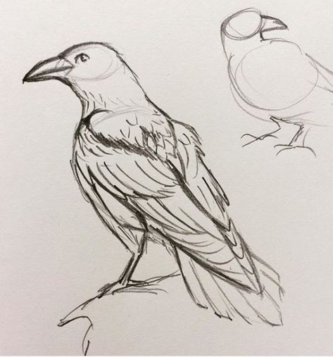 Animal Drawings Reference, Raven Animal Art, Raven Art Reference, How To Draw Raven Birds, Bird Art Sketch, Raven Anatomy Drawing, Anime Raven Bird, Raven Drawing Tutorial, Raven Drawing Sketch Simple