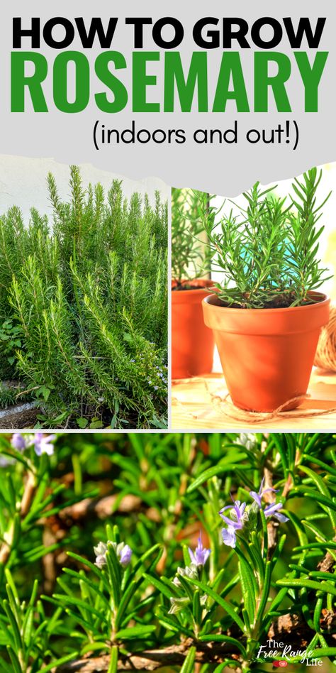 How To Care For Rosemary Plant Indoors, Rosemary In The Garden, Growing Rosemary In Pots, Rosemary Plants Landscaping, Is Rosemary A Perennial, Planting Rosemary Outdoors, How To Take Care Of Rosemary Plant, Rosemary Plant Care Outdoors, How To Grow Rosemary From Seed