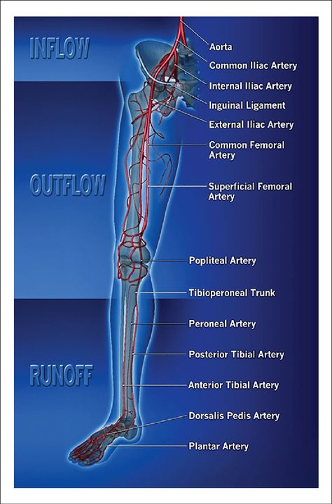 Peripheral Artery, Systematic Review, Scientific Diagram, Ultrasound Tech, Cohort Study, Lower Extremity, Lower Limb, Skeletal Muscle, Radiology