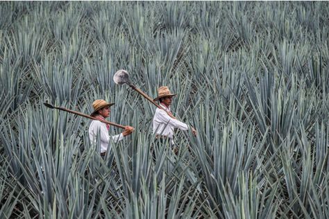 Mexican Film Photography, Mexican Photography, Agave Field, Mexican Traditions, Cool Tumblr, Blue Agave, Agaves, Fields Photography, Plein Air Paintings