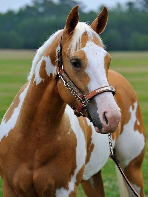 American Paint Horse western quarter paint horse paint pinto horse Gypsy Vanner Indian pony solid tovero overo frame sabino Cheval Pie, American Paint Horse, Cai Sălbatici, Rasy Koni, Paint Horse, American Paint, Majestic Horse, Horses And Dogs, All The Pretty Horses