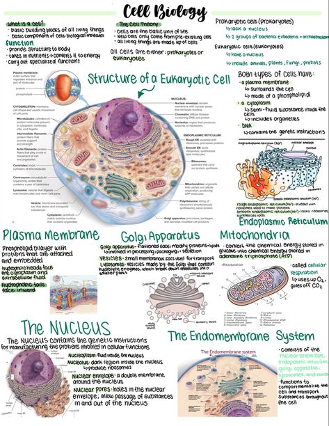 Biology College Notes, Cell Notes Anatomy, Cells In Biology, Anatomy Cells Notes, Anatomy And Physiology Notes Study Cell, Cell Diagram Aesthetic, Cell Study Notes, Free Biology Notes, Anatomy And Physiology Cells Notes