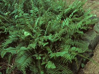 Polystichum acrostichoides (Christmas fern) | Native Plants of North America Christmas Fern, Evergreen Ferns, Gardening Zones, Seed Bank, Organic Soil, Woodland Garden, Sun And Water, Shade Plants, Types Of Soil