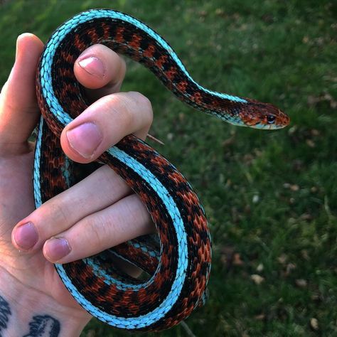 Snakes Photography, Snake Breeds, Dream Snake, Red Garter, Snake Photos, Garter Snake, Colorful Snakes, Pretty Snakes, Reptile Room