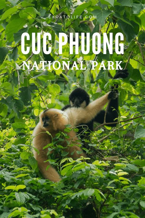 Cuc Phuong National Park is an amazing destination in Vietnam to explore nature and see beautiful landscapes. Read this travel guide for useful information about Cuc Phuong National park, including the best time to visit, things to see and do in Cuc Phuong National Park, places to stay, and how to get to Cuc Phuong Park. You'll also know the entrance fee, what to pack, what to eat, and other travel tips. Cuc Phuong National Park, Cities In Korea, Vietnam Travel Guide, Wildlife Travel, National Parks Photography, National Parks Map, Travel Destinations Asia, Singapore Travel, National Parks Usa