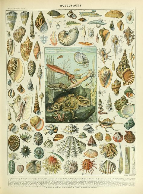 Category:Adolphe Millot - Wikimedia Commons Vintage Coastal Decor, Adolphe Millot, Art Coquillage, Molluscs, Seaside Decor, Fish Illustration, Life Poster, Seashell Art, Scientific Illustration