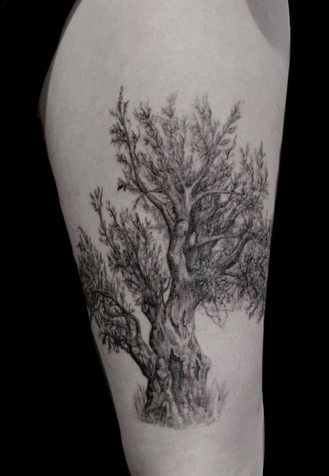 Tattoo uploaded by Paige Jean Tattoos • Olive tree. Single needle. Paige Jean Tattoos. Salt Lake City, Utah. • Contact me on my Instagram @paigejeantattoos or text me at 805-835-2230 • Tattoodo Olive Tree With Roots Tattoo, Olive Tree Tattoo Men, Minimalist Oak Tree Tattoo, Fine Line Oak Tree Tattoo, Olive Tree Tattoo, Olive Tree Tattoos, Tree Tattoo Men, Arm Tats, Paige Jeans