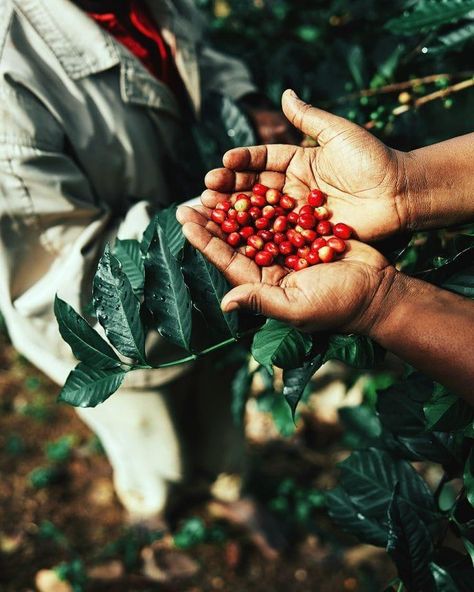 Coffee Plant Photography, Coffee Farming, Brazil Coffee, Cafe Website, Coffee Process, Costa Coffee, Coffee Tattoos, Coffee Roastery, Coffee Farm