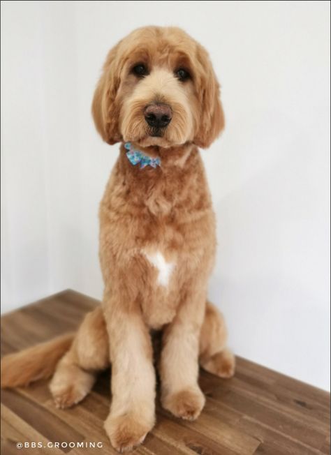 Goldendoodle Picture Ideas, Bordoodle Grooming, Groodle Haircut Styles, Doodle Cuts Goldendoodle Haircuts, Golden Doodle Haircut Styles, Golden Doodle Haircut, Labradoodle Haircut Style, Labradoodle Haircut, Teddy Bear Goldendoodle