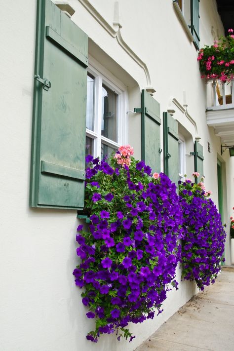 Perennial Window Box Plants, Cactus Window Box Ideas, Mediterranean Window Flower Boxes, Flowers Outside Window, Hanging Flowers On Porch, Shady Window Box Ideas, Plants House Exterior, Trailing Flowers Hanging Baskets, Best Flowers For Flower Boxes