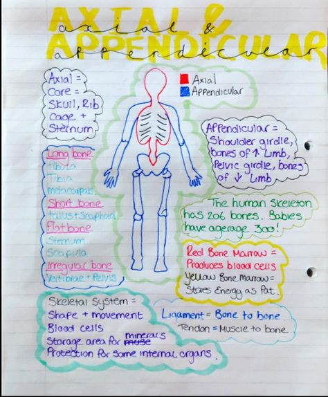 Anatomy And Physiology Skeletal System Notes, Axial Skeleton Anatomy Notes, The Skeletal System Notes, Skeleton System Notes, Musculoskeletal System Notes, Skeletal System Notes Aesthetic, Skeletal System Anatomy Notes, Skeletal System Notes, Anatomy Studying