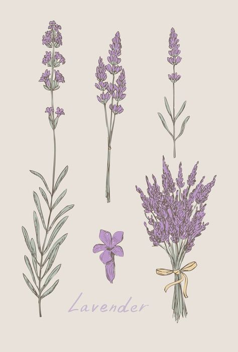 Drawn Lavender, Lavender Tattoos, Lavender Tattoo, Plant Tattoo, Botanical Tattoo, Drawing Set, Botanical Drawings, Lavender Flowers, Botanical Illustration