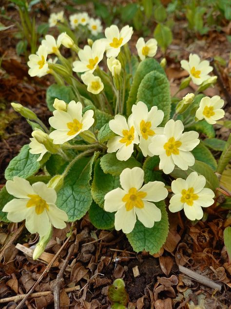 Primroses Flower, Primrose Painting, Magnolia Bed, Wild Primrose, Prim Rose, Primrose Flowers, Primrose Plant, Plant Reference, Primrose Flower