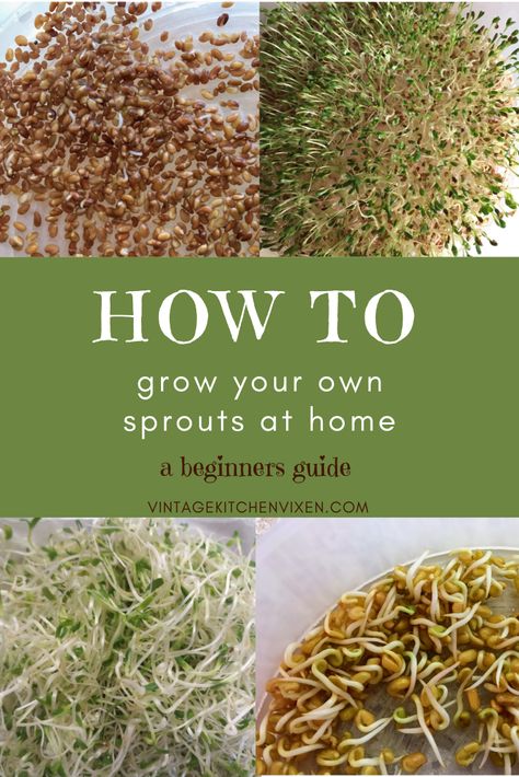 Gardening Kit Gift, How To Grow Sprouts, Grow Sprouts, Microgreens Garden, Microgreens Recipe, Growing Sprouts, Alfalfa Sprouts, Growing Microgreens, Sprouting Seeds