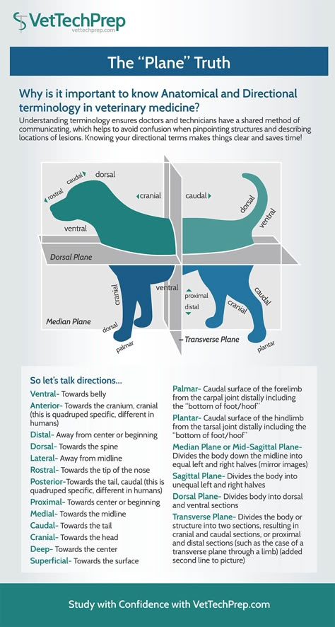 The Importance of Knowing Anatomical and Directional Terminology Veterinarians Medicine, Veterinarian Technician, Vet Tech School, Veterinary Tech, Vet Tech Student, Vet Technician, Supraviețuire Camping, Veterinary School, Veterinary Science