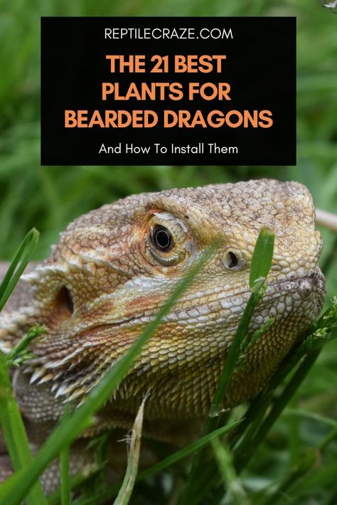 Bearded Dragon Terrarium Ideas, Dragon Air, Bearded Dragon Terrarium, Bearded Dragon Enclosure, Bearded Dragon Habitat, Bearded Dragon Tank, Lizard Tank, Bearded Dragon Care, Poodle Cuts