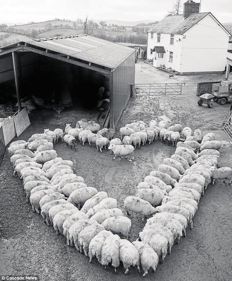 Country Life, Baa Baa Black Sheep, Heart In Nature, Young Farmers, Counting Sheep, Sheep And Lamb, Black Sheep, Farm Life, Belle Photo