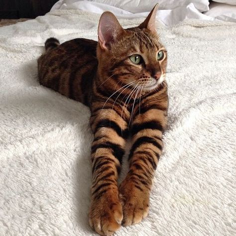 Domestic Tiger Cat: The Toyger Tiger Striped Cat, Domestic Shorthair Cat, Striped Cats, Toyger Cat, Gatos Cool, Shorthair Cat, Bengal Cats, Striped Cat, Beautiful Cat Breeds