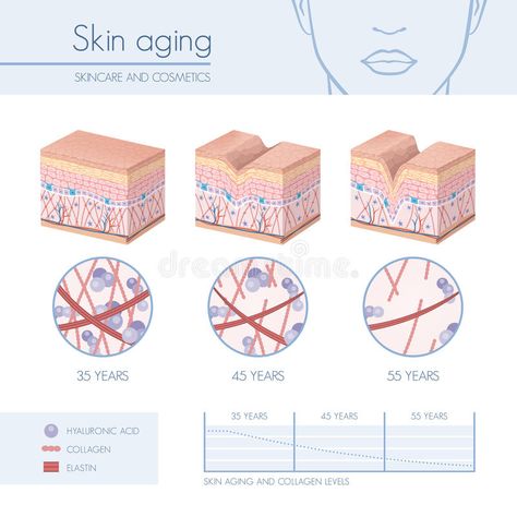 Skin aging. Stages diagrams, collagen and elastin progessive decrease close up, , #Sponsored, #diagrams, #collagen, #Stages, #Skin, #aging #ad Antiaging Skincare, Matrixyl 3000, Content Plan, Creme Anti Age, Natural Organic Skincare, Skin Aging, Anti Aging Beauty, Anti Aging Tips, After Sun