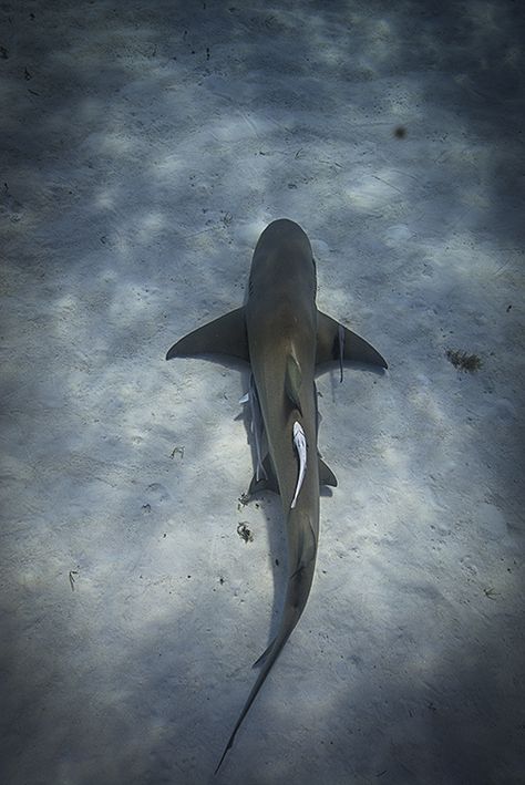 shark! Sharks From Above, Great White Shark From Above, Shark From Above, Fish From Above, Lemon Shark, Shark Facts, Shark Pictures, Shark Bait, Salt Water Fish