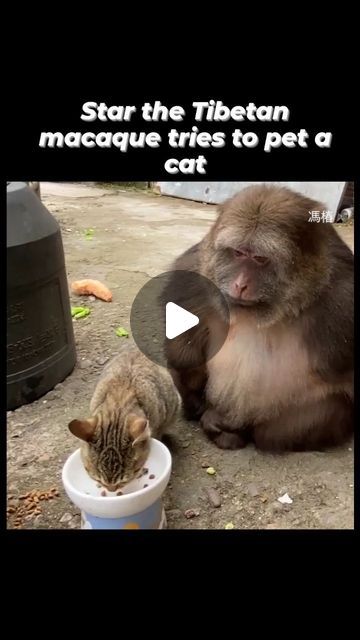 World of Cats on Instagram: "Follow Fore More 🐾 . . . . #cat #cats #catsofusa #catsofinstagram #catstagram #catlover #petstagram #pets #reels" Korat Cat, Best Cat Gifs, Animal Fun, Dog Essentials, Animal Sanctuary, Cute Cat Gif, Pet Stuff, Cat Stuff, Animal Friends