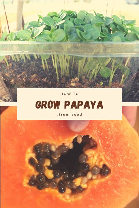 Planting Papaya Seeds, Grow Papaya From Seed, How To Grow Papaya, How To Plant Papaya Seeds, Growing Papaya From Seed, How To Grow Papaya From Seeds, Papaya Seed Recipes, Growing Papaya, Grow Papaya