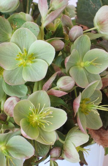 Anatomy Flowers, Hellebore Flowers, Lenten Roses, Spring Gardens, Shade Loving Perennials, Lenten Rose, Christmas Rose, Deco Floral, Shade Plants