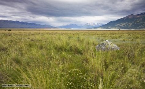 Grassland is better than forests to me, because I prefer being able to see wide, vast spreads of land.  Forests are right in front of your face and are cluttered and cramped.  Grasslands are free and open and clear. Grassland Biome, Plains Landscape, Great Plains, Meadow Flowers, Nature Animals, Fantasy Inspiration, Fantasy Landscape, Nature Photos, Beautiful World