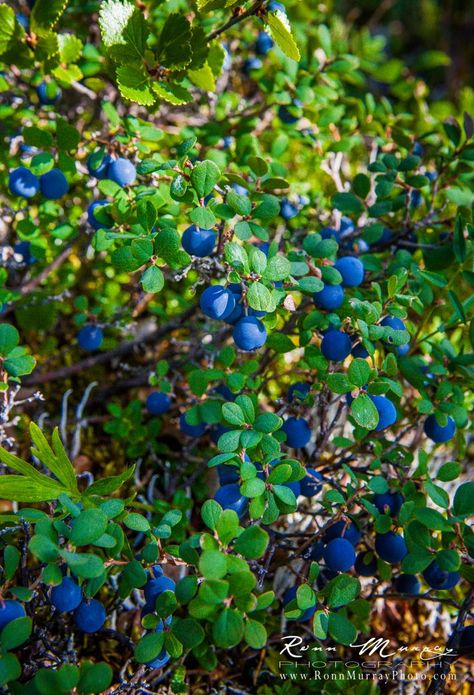 Vaccinium ovalifolium, commonly known as Alaska blueberry, early blueberry, oval-leaf bilberry, oval-leaf blueberry, and oval-leaf huckleberry. www.facebook.com/RonnMurrayPhoto Vegetable Pictures, Farm Lifestyle, Cottage Garden Design, Fruit Photography, Beautiful Fruits, Vegetable Garden Design, Fruit Plants, Fruit Garden, Beautiful Rose Flowers