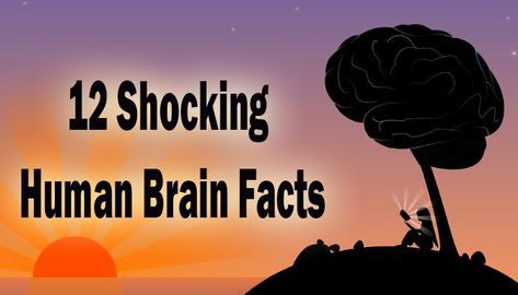 Human Brain Facts, Improve Brain Power, Dr Ambedkar Hd Wallpaper New, About Brain, Brain Size, Speed Max, Facts About Humans, German Study, Scary Facts