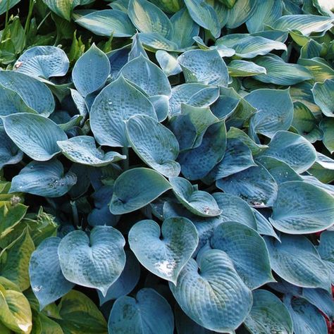 Hosta ‘Hadspen Blue’ – Tristar Plants Hosta Halcyon, Hosta Sieboldiana, Blue Hosta, Hosta Varieties, Shade Perennials, Blue Leaves, Lavender Flowers, Caicos Islands, Deep Green