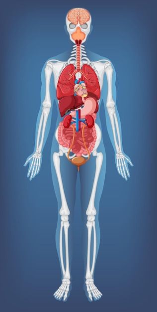 Human Body System, Human Body Structure, Human Skeleton Anatomy, 3d Anatomy, Skeleton Anatomy, Horror Photos, Medical Posters, Human Body Anatomy, Body Structure