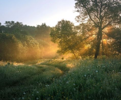 Foggy Meadow Aesthetic, Time Of Day, Nature Aesthetic, Pretty Places, Mother Earth, Beautiful World, Pretty Pictures, Happy Places, Mother Nature