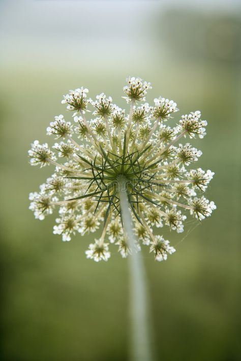 Garden Pests Identification, How To Plant Carrots, Wild Carrot, Carrot Flowers, Queen Anne's Lace Flowers, Food Photography Tips, Queen Annes Lace, Garden Pests, Flower Farm