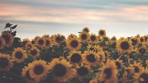 Why I Chose To Be Happy Profile Background, Summer Tumblr, Twitter Header Aesthetic, Twitter Header Photos, Sunflower Wallpaper, Header Photo, Invisible Illness, Yellow Aesthetic, Yellow Sunflower