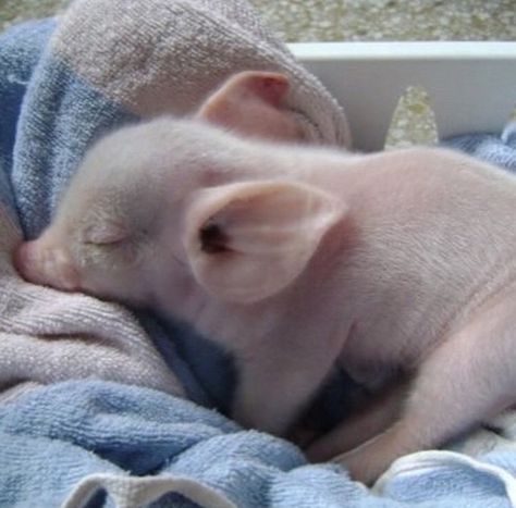 Micro Pigs, Teacup Pigs, Baby Pig, Mini Pigs, Cute Piggies, Baby Pigs, Cute Pigs, Amazing Animals, Little Pigs