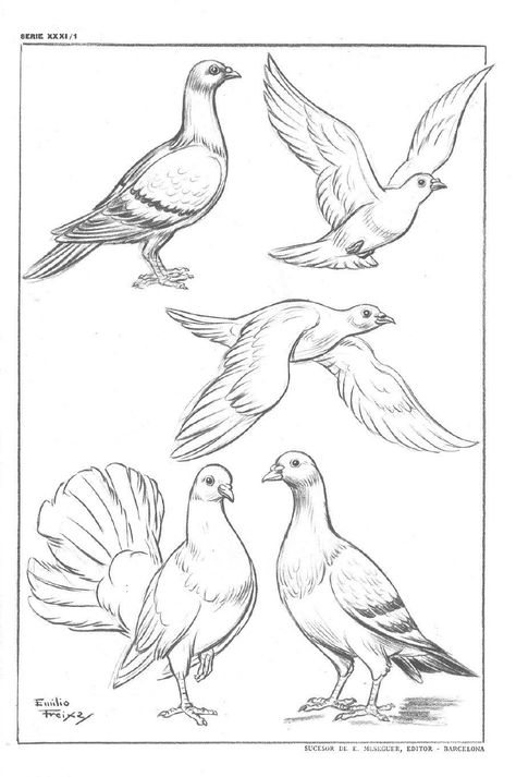 Bird Sketch, Animal Drawings Sketches, Basic Drawing, Bird Artwork, Animal Sketches, Arte Animal, Arte Fantasy, Bird Drawings, Art Drawings Sketches Simple