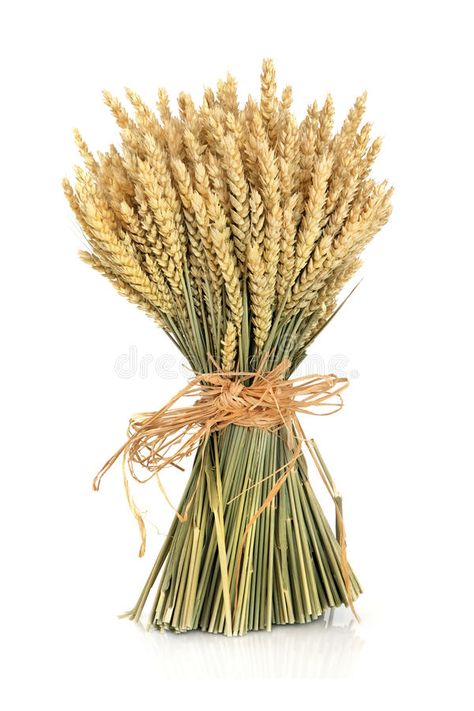 Wheat Bundle. Tied with raffia over white background , #Sponsored, #Tied, #Bundle, #Wheat, #background, #white #ad Wheat Drawing, Wheat Bundle, Corn Dolly, Fields Of Gold, Wheat Fields, Banner Printing, Flower Clipart, Recipe Images, Floral Display