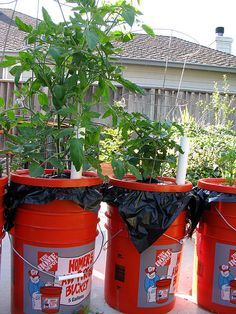 The Dearthbox: A low-cost, self-watering planter by lindsaytorte Watering Tomatoes, Self Watering Containers, Bucket Gardening, Growing Tomatoes In Containers, Planter Project, Sustainable Gardening, Farm Garden, Self Watering Planter, Space Ideas