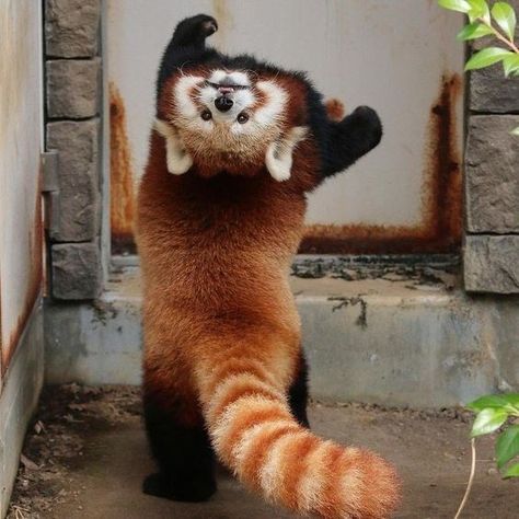 Panda Standing, Panda Day, Red Panda Cute, Animale Rare, Panda Love, Baby Panda, Silly Animals, Fluffy Animals, Cute Wild Animals