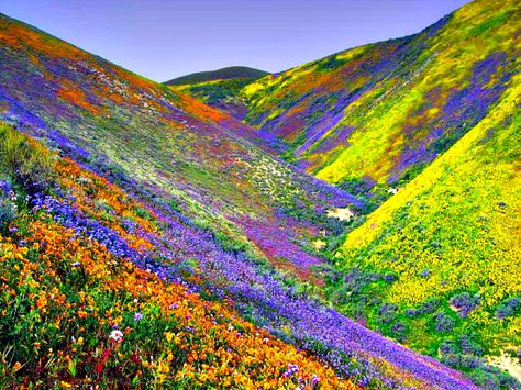 Valley of Flowers National Park - West Himalaya This looks like heaven! Wallpaper Islami, Valley Of Flowers, Darjeeling, Bhutan, Maui Hawaii, Mongolia, Places Around The World, Amazing Nature, Tibet