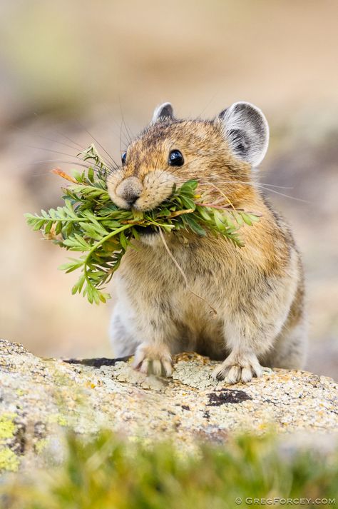 American Pika, Hamsters, Beatrix Potter, 영감을 주는 캐릭터, Cute Creatures, Rodents, Sweet Animals, Animal Photo, Nature Animals