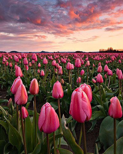 Spring Is In the Air, Skagit Valley Tulip Festival, Washington State, US.  #tulip Skagit Valley, Tulip Festival, Pink Tulips, Tulips, Washington, Festival, Purple, Flowers, Pink