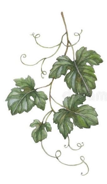 Grapes Leaves Drawing, Grape Leaves Illustration, Grape Leaves Painting, Watercolor Grape Vines, Grape Vines Drawing, Grape Vine Illustration, Grape Leaves Drawing, Drawings Of Vines, Grape Vine Drawing