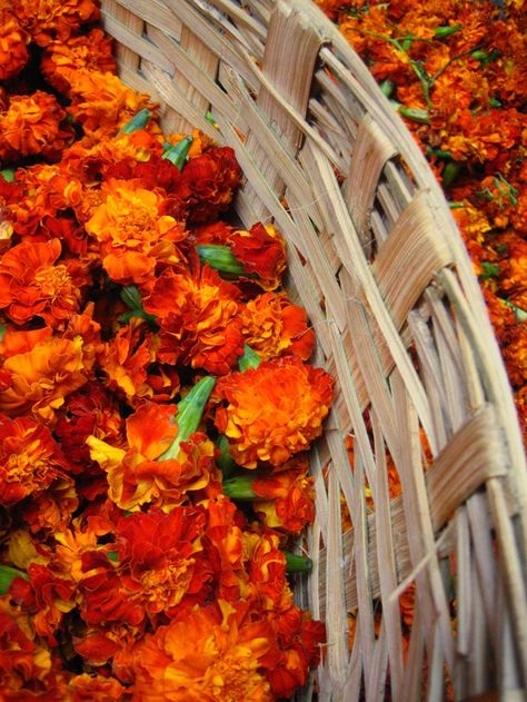 ♥ ✿⊱╮ Phenomenal ♥ ✿⊱╮ Genda Phool Aesthetics, Indian Flowers Aesthetic, Indian Flower Aesthetic, Indian Flower Market, Devika Narain, Customize Wallpaper, Diwali Theme, Indoor Flowering Plants, Amazing India