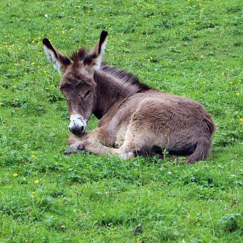 burros y burras | Diferencias entre asno y burro Miniature Donkey, Z Photo, Indian Art Paintings, Funny Words, Character Creation, Animal Photo, Creature Design, Burritos, Pretty Art