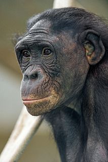 Profile of a bonobo | Flickr - Photo Sharing! References Animals, Monkey Types, Ape Monkey, Elephants Photos, Monkey Face, Wild Animals Pictures, Animal Guides, African Grey Parrot, Great Ape